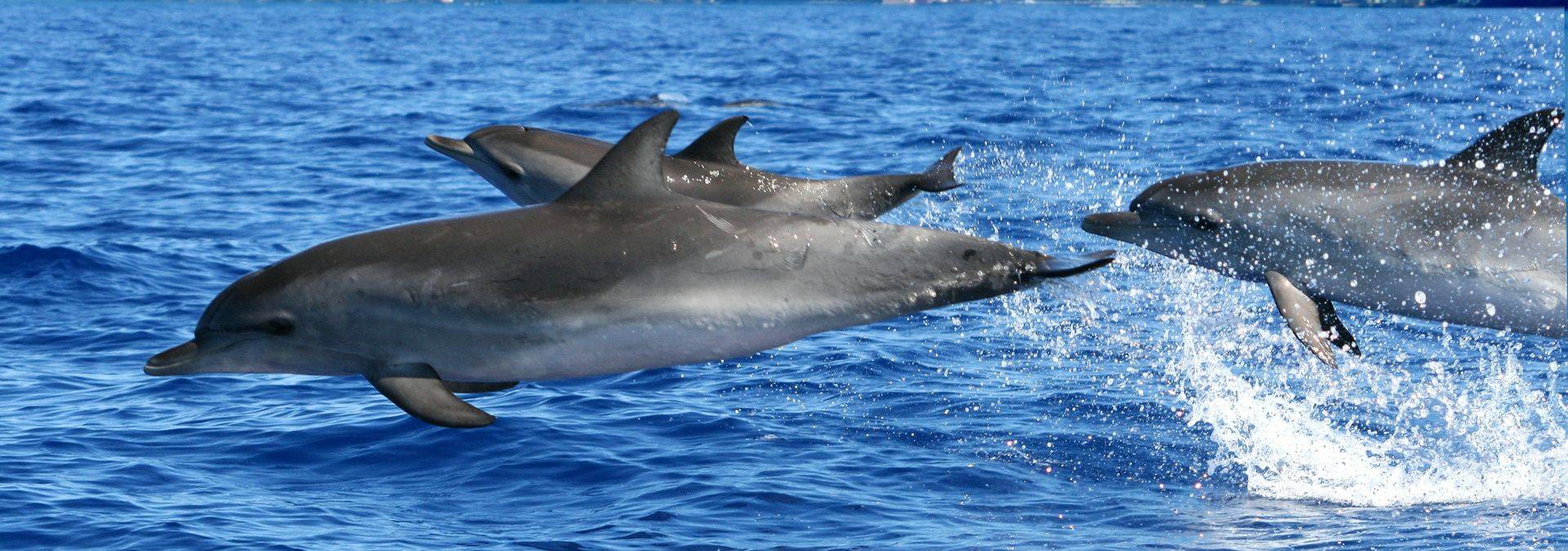 Dolphins Credit Madeira Promotion Bureau