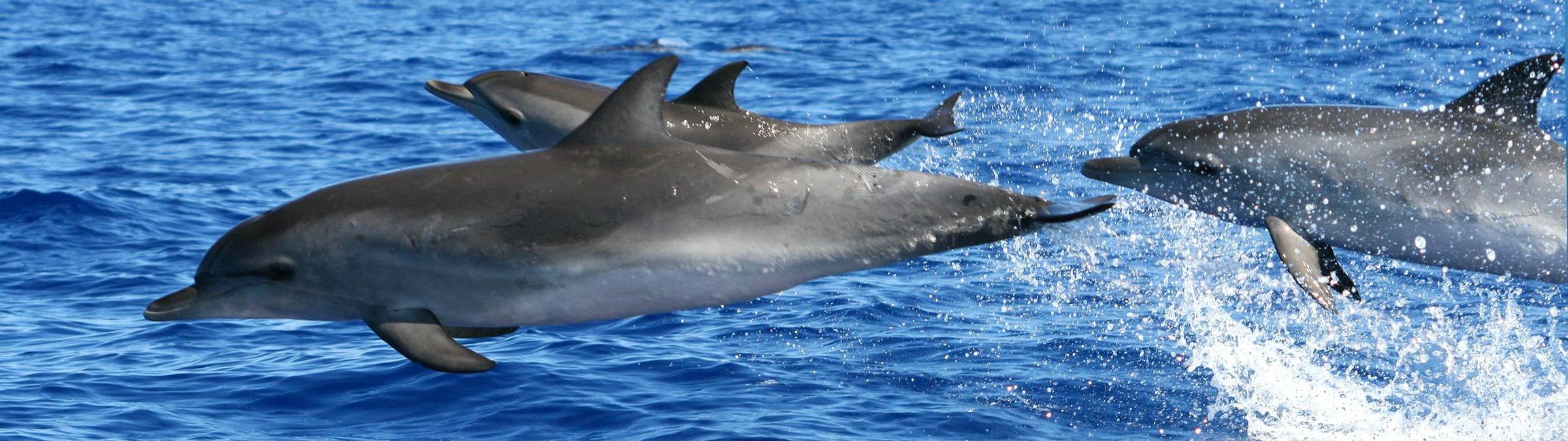 Dolphins Credit Madeira Promotion Bureau