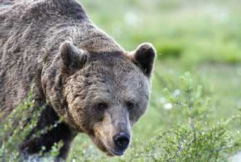European Brown Bear by Jan Kelchtermans (2022 tour).jpg