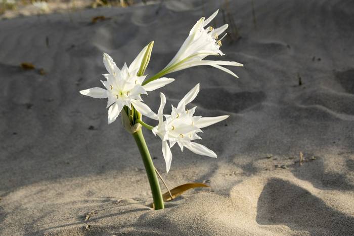 Sea Daffodil