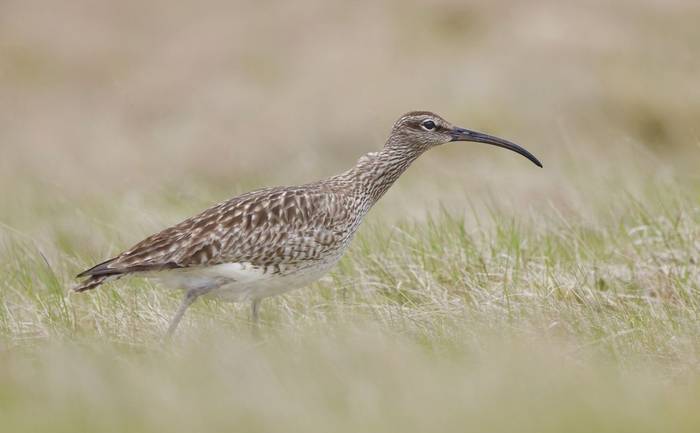 Whimbrel May 2023.jpeg