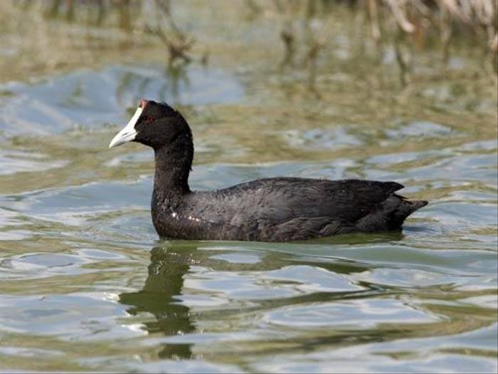 Crested Coot (Kevin Elsby)