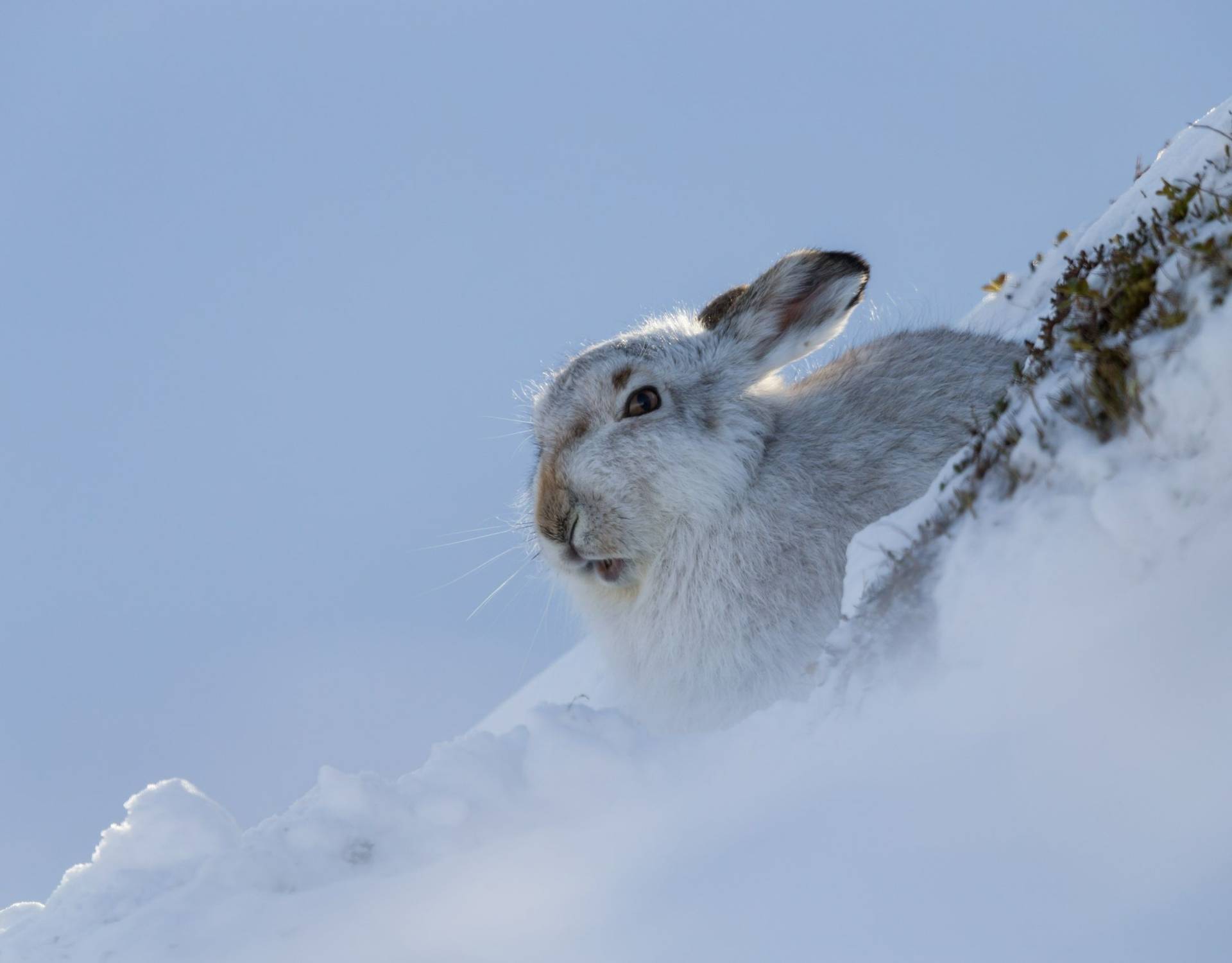 Mountain Hare Image