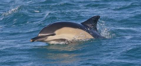 Common Dolphin, Lyme Bay (Tom Brereton)