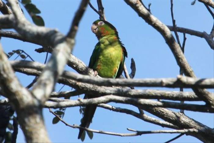Cuban Parakeet (Steve Wakeham)