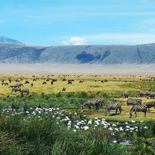 Explore the Serengeti & Ngorongoro Crater: The Ultimate Kilimanjaro Extension