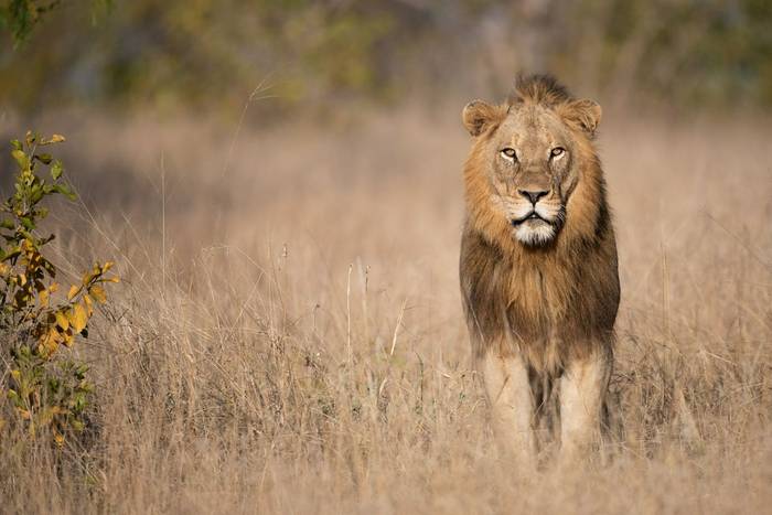 Lion, Kruger, South Africa shutterstock_1150217357.jpg