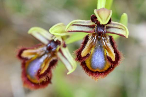 Orchis speculum, Orchid, Samos shutterstock_549331603.jpg