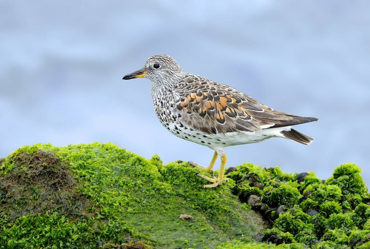 Surfbird shutterstock_574126030.jpg