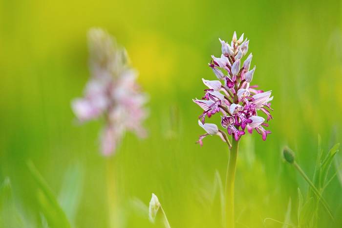 Military Orchid Shutterstock 1106527766