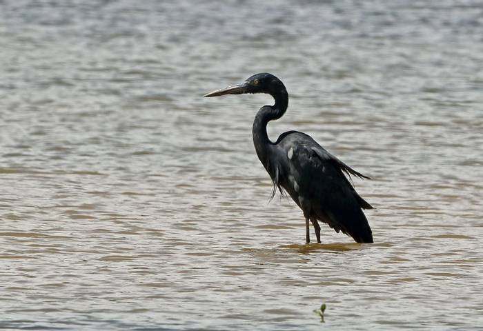 Madagascar Heron shutterstock_2483139497.jpg