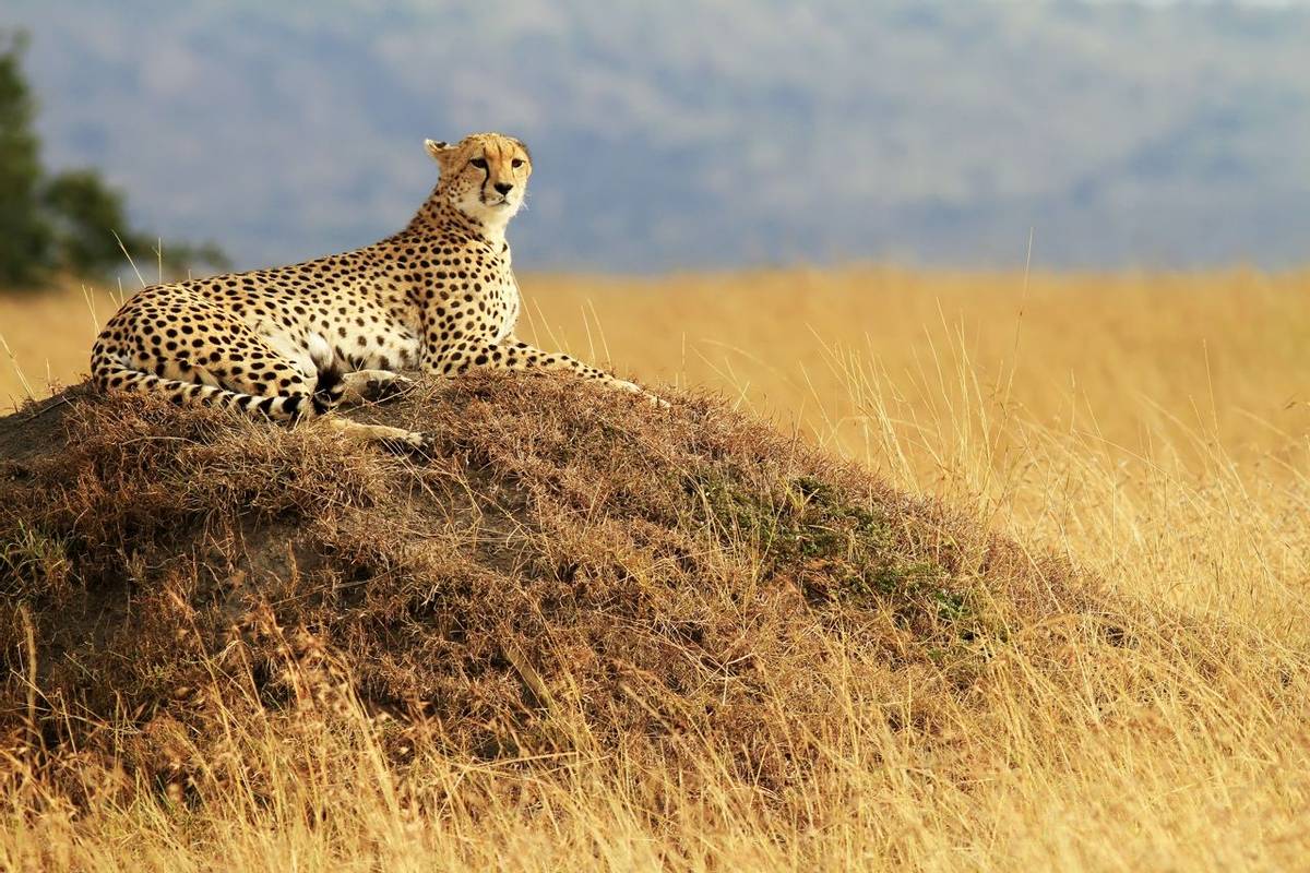 Cheetah, Masai Mara, Kenya (Bryan Busovicki)
