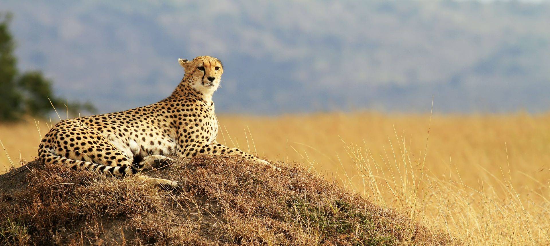 Wildlife Of Kenya S Masai Mara Naturetrek