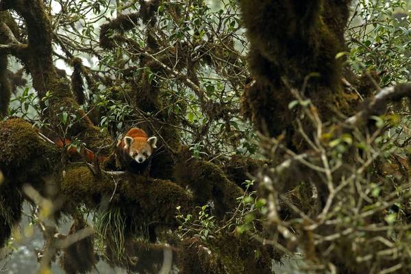 Red Panda