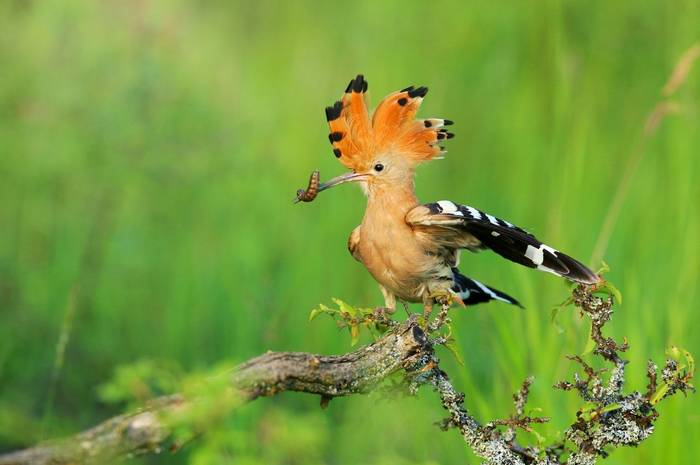 Hoopoe shutterstock_1341467822.jpg