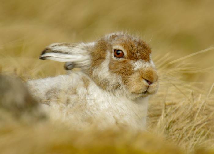 Mountain Hare (Lindsey Smith).jpg
