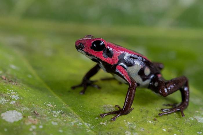 Cauca Poison Frog (Andinobates bombetes) © Alejandro Grajales