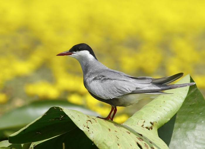 Whiskered Tern