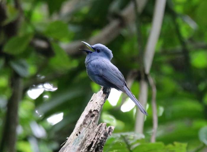Blue Paradise Flycatcher (Palawan)