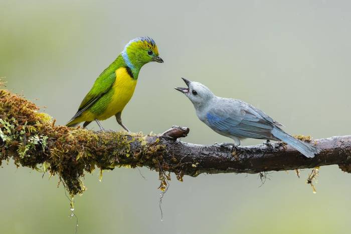 Golden-browed Chloroponia & Blue-grey Tanager © Oliver Smart, April 2026 tour