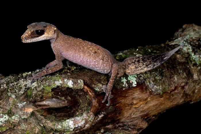 Chameleon Gecko (Carphodactylus laevis) Lake Eacham, Qld © Steve Wilson