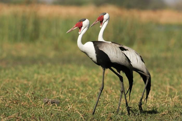 Wattled Cranes shutterstock_166882520.jpg