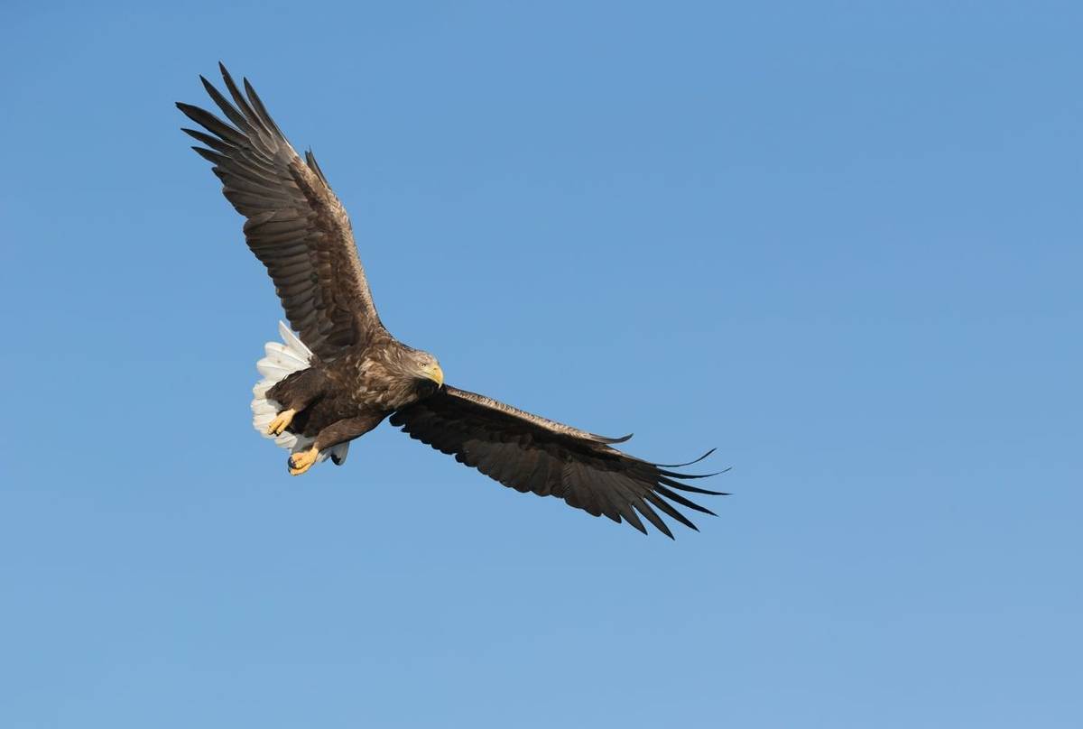 White-tailed Eagle, Scotland shutterstock_256336993.jpg