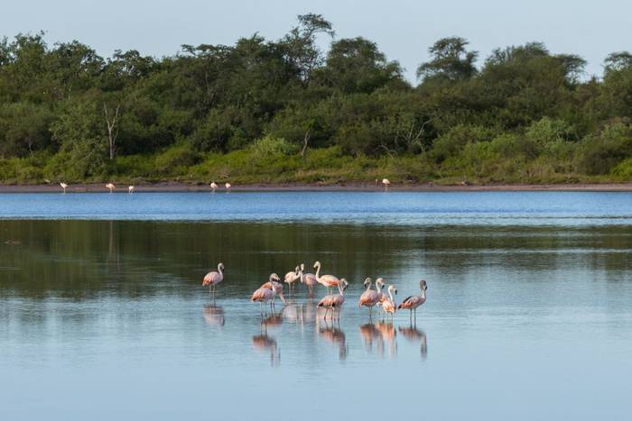 Chilean Flamingos © James Warren, May 2026 (3).jpg