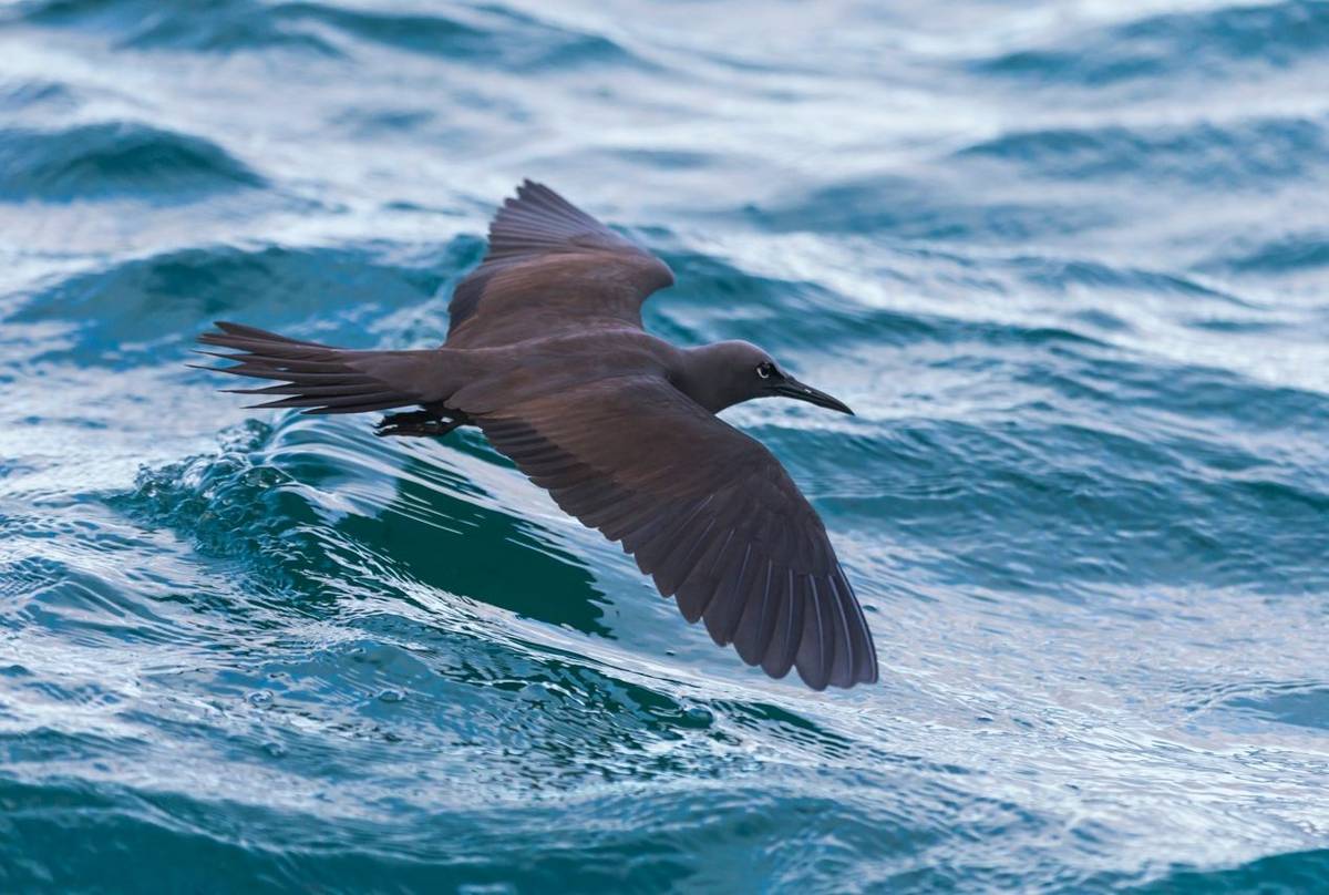 Brown Noddy Shutterstock 1281335302 (1)