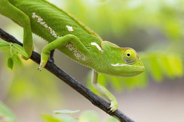 Flapneck Chameleon (Chamaeleo dilepis)