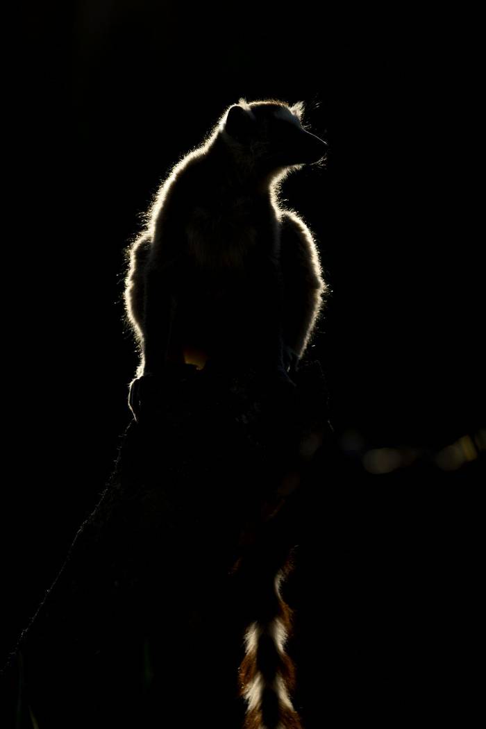 Ring-tailed Lemur (Oliver Smart)