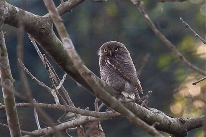 Jungle Owlet, Koshi Tappu Wildlife Reserve (Ron Brown)