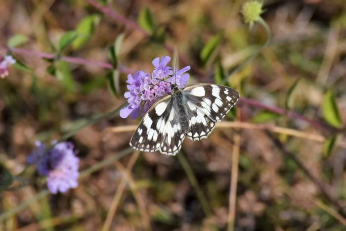 Marbled White © Connell