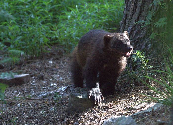 A Wolverine loitering near the hides © Jan Kelchtermans.jpg