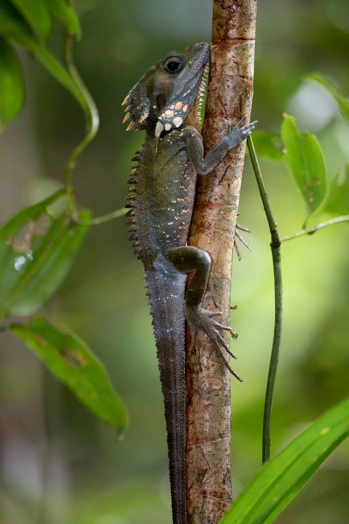 Boyd's Forest Dragon (Lophosaurus boydii), Lake barrine, Qld © Steve Wilson