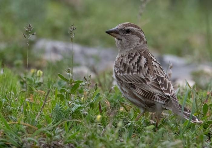 Rock Sparrow © Chris Griffin, April 2025