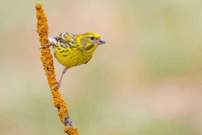 European Serin, Sicily shutterstock_2753958173.jpg