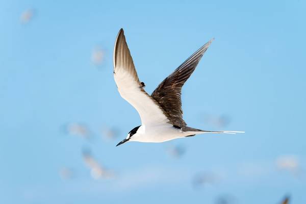 Sooty Tern Shutterstock 270801833