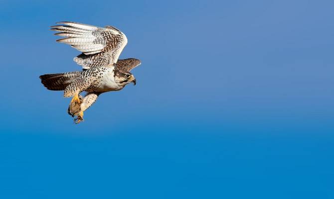 Saker Falcon Shutterstock 698764888