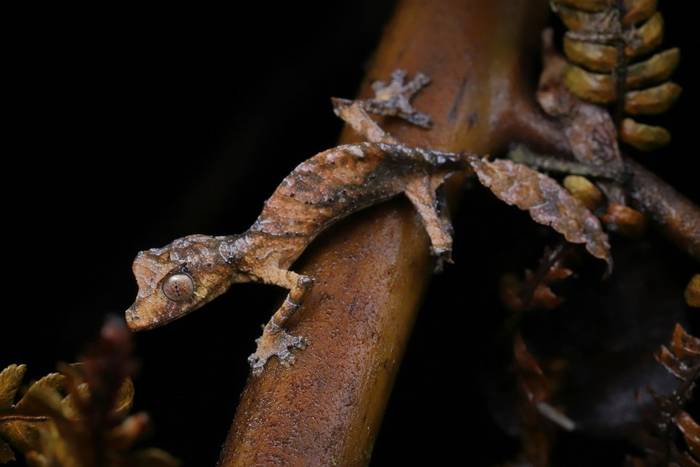 Satanic Leaf-tailed Gecko (Uroplatus phantasticus) © Bobby and Laura Bok, March 2026