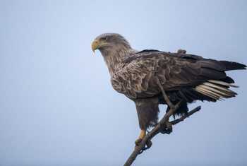 image00113_Nenad_Mihajlovic.jpeg