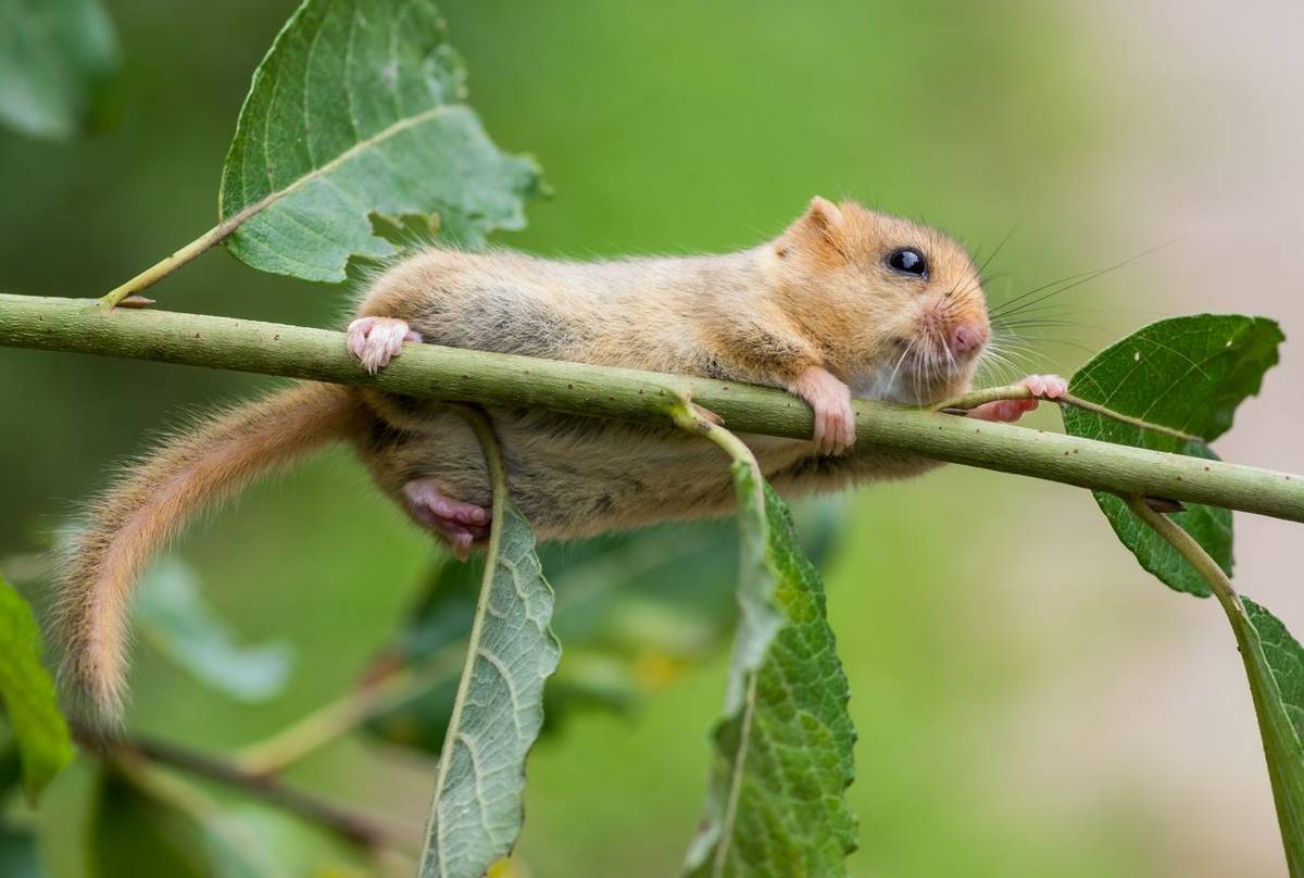 Common Dormouse Shutterstock 479261074