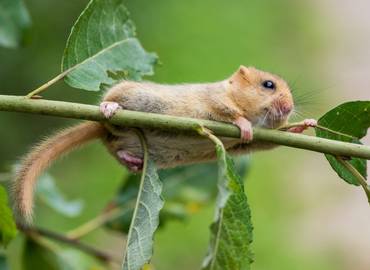 Hampshire - A Day with Small Mammals