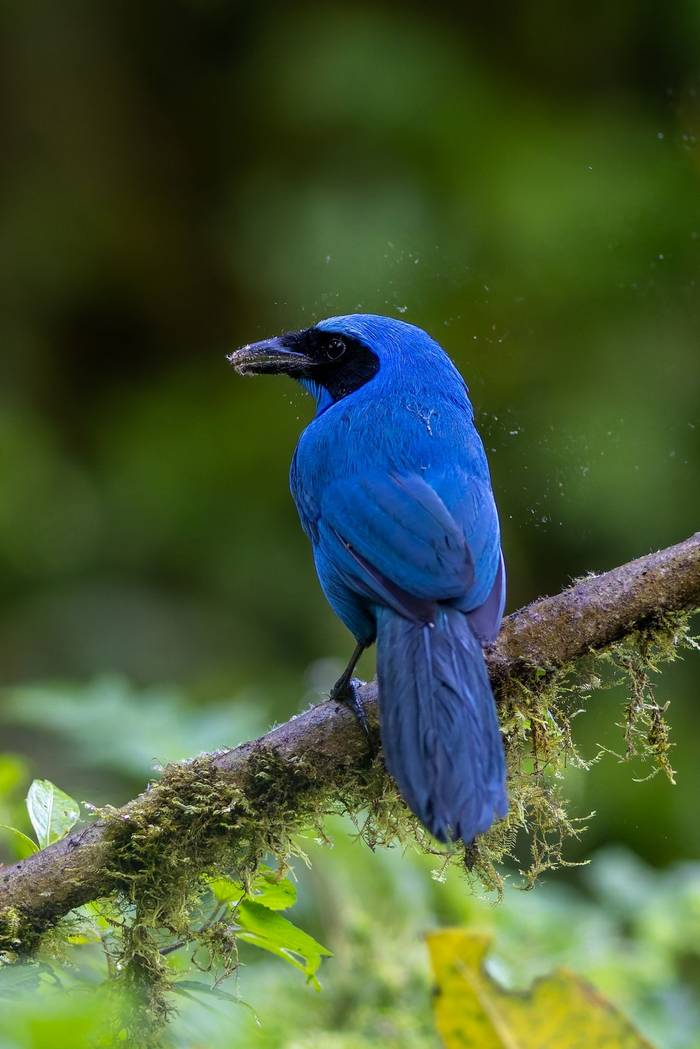 Turquoise Jay © Francisco Muñoz.jpg