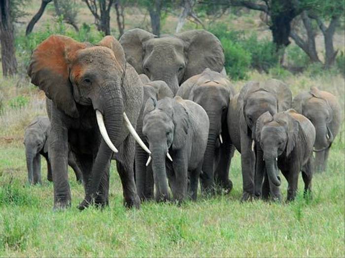 Elephant herd (David Mercer)