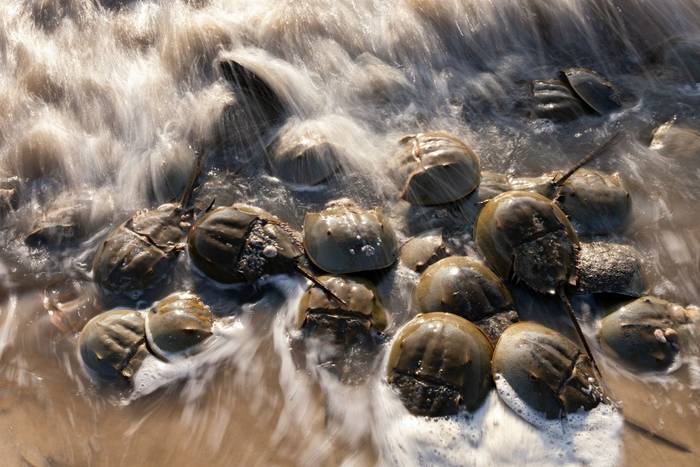 horseshoe crab_3R50726.jpg