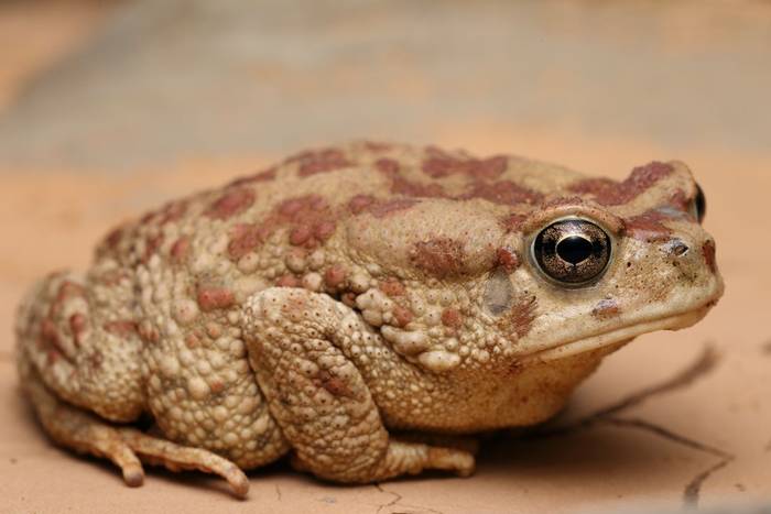 Berber Toad (Sclerophrys mauritanica) © Dan Kane