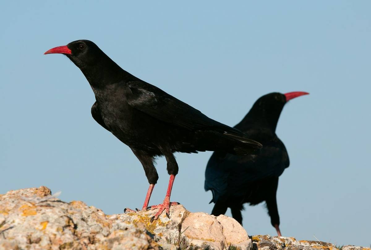 Red-billed Chough shutterstock_1268376835.jpg