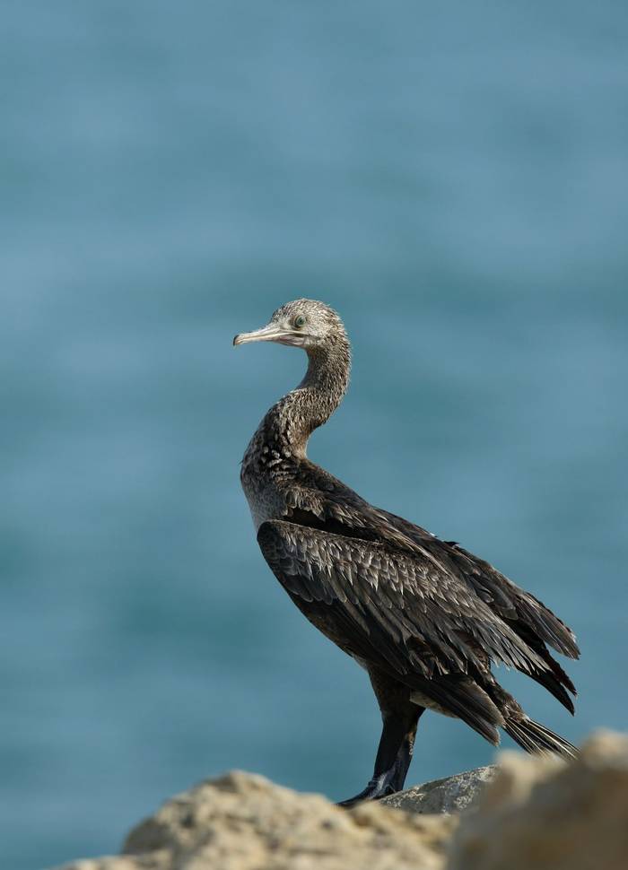 Socotra Cormorant