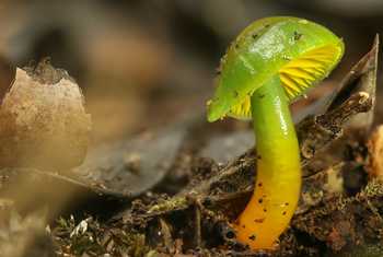 Parrot Waxcap